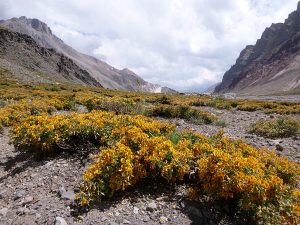 Tupungato Mountain Expedition