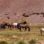 ojos del salado expedition