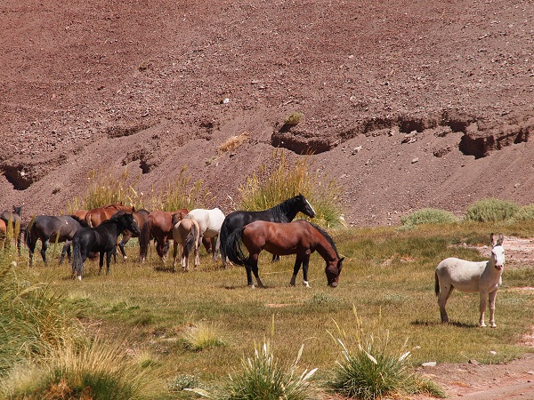 ojos del salado expedition