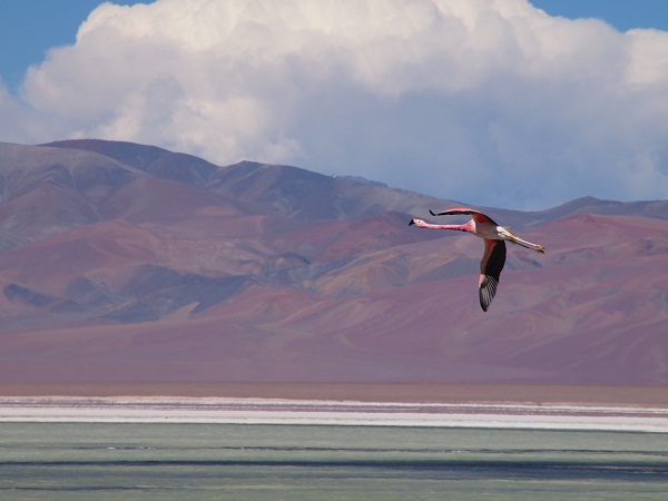 ojos del salado expedition