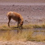 ojos del salado expedition