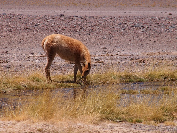 ojos del salado expedition