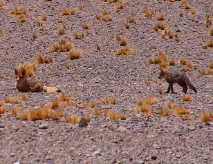 ojos del salado expedition