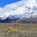 Chimborazo